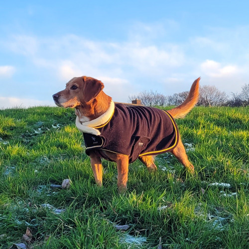 Supreme Products Royal Occasion Fleece Dog Coat - Black - XXXS